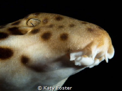 This epaulette shark was photographed in a remote area of... by Katy Foster 